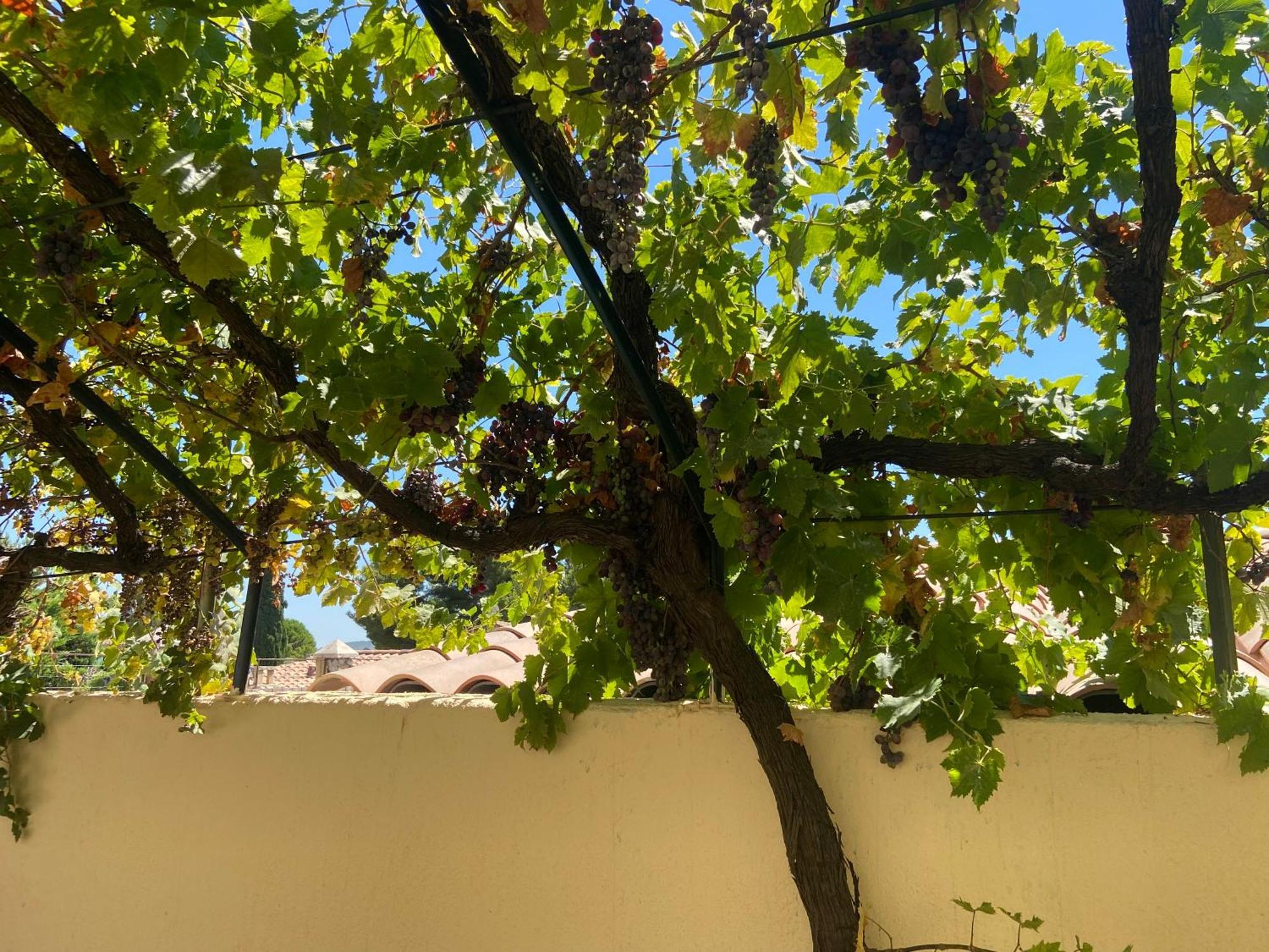 Evasion En Provence Bas De Villa Avec Jardin & Vignes, Soleil & Fraicheur Les Pennes-Mirabeau Exterior photo